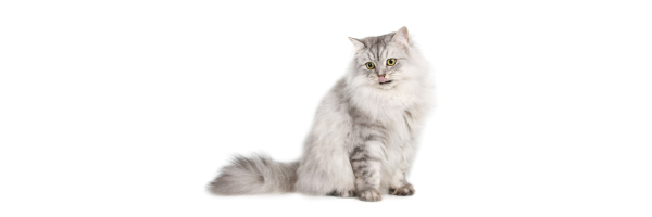 KATZE