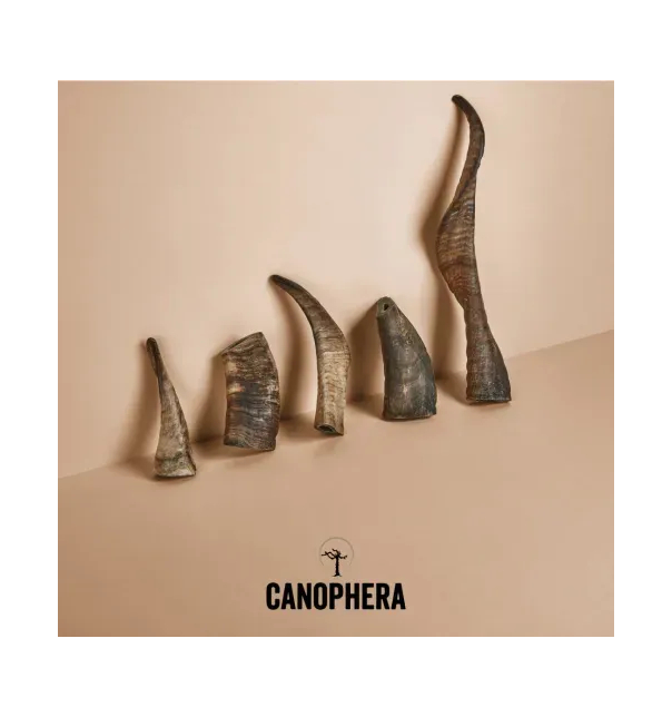 Canophera Horn vom Schaf - XL - 251-350g