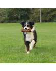 Trixie Preydummy, Canvas, braun